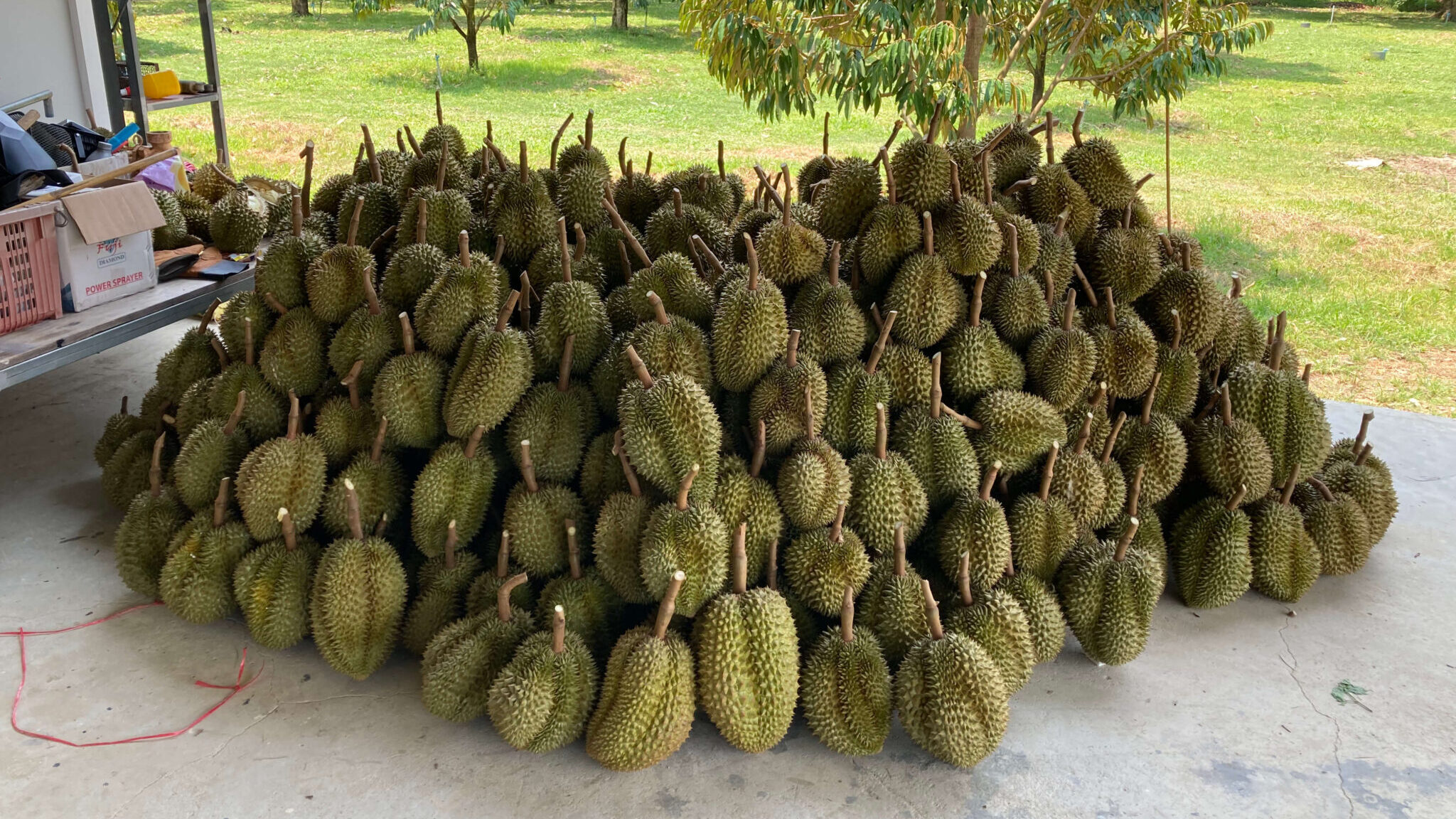 durian-mountain